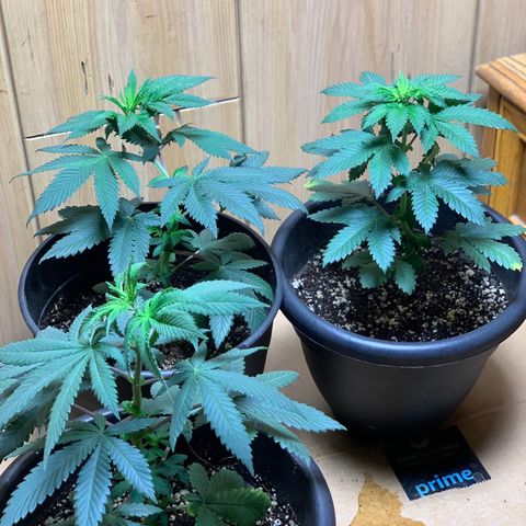 Expert haze  growlog photo: Branches very bendable. Tied down to expose bottom half