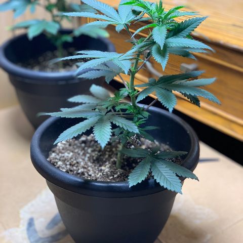 Expert haze  growlog photo: Branches very bendable. Tied down to expose bottom half