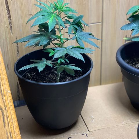 Expert haze  growlog photo: Branches very bendable. Tied down to expose bottom half