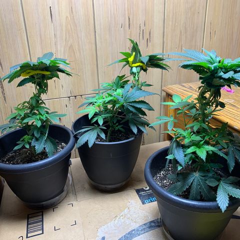 Expert haze  growlog photo: Pics before there last uppot