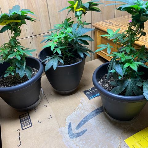 Expert haze  growlog timeline photo