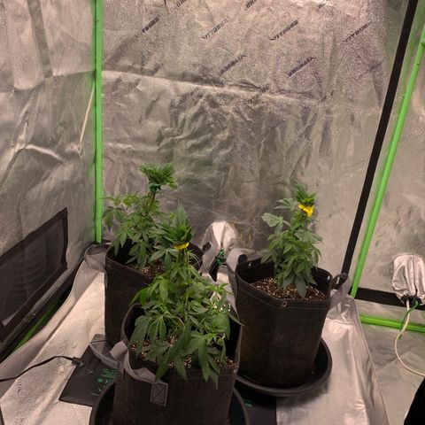 Expert haze  growlog photo: Cut leafs on fan leaves and tied up 