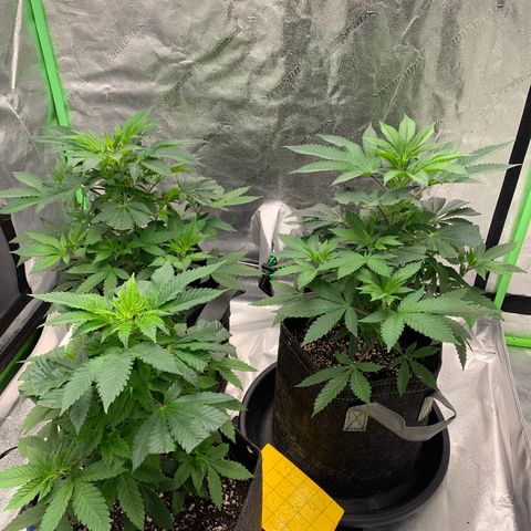 Expert haze  growlog photo: Gave tea last night watching those leaves closely 