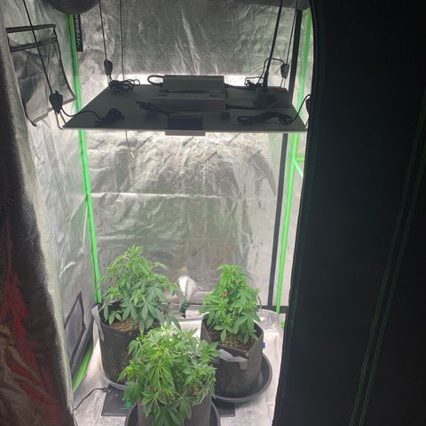 Expert haze  growlog photo: A little defoliation 