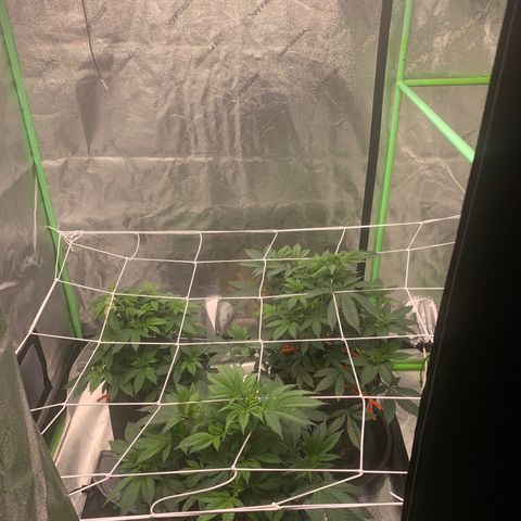 Expert haze  growlog timeline photo
