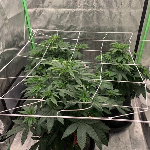 Expert haze  growlog photo: Almost ready for flower will flip this month 