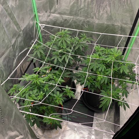 Expert haze  growlog photo: Flipping to flower tonight 