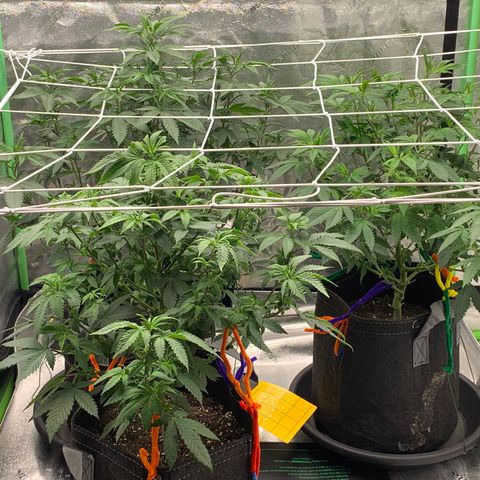 Expert haze  growlog timeline photo