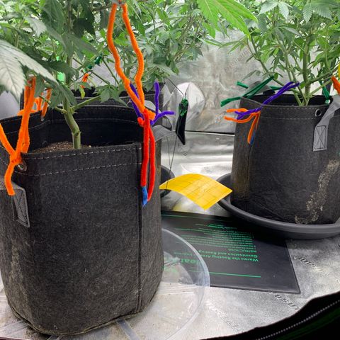 Expert haze  growlog timeline photo