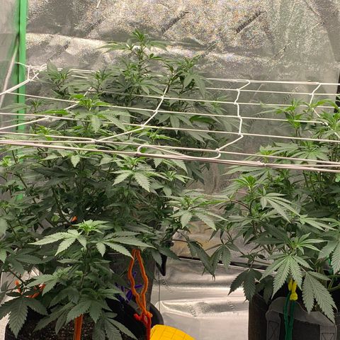 Expert haze  growlog photo: On the watch