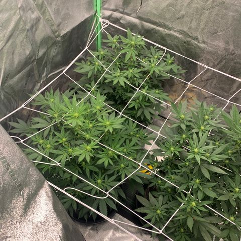 Expert haze  growlog photo: Coming along nicely 