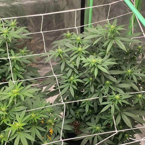 Expert haze  growlog timeline photo