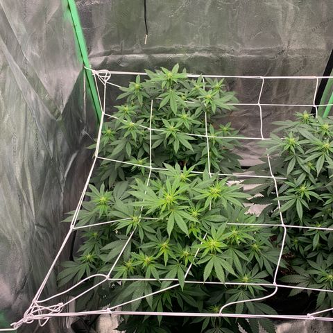 Expert haze  growlog timeline photo