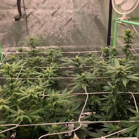 Expert haze  growlog timeline photo