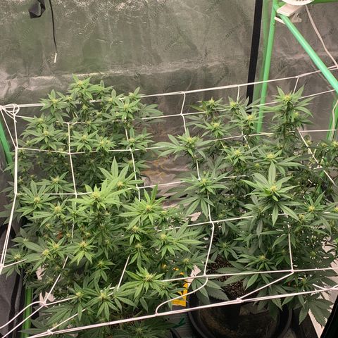 Expert haze  growlog photo: Defoliation 