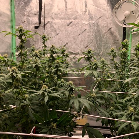 Expert haze  growlog photo: Coming along