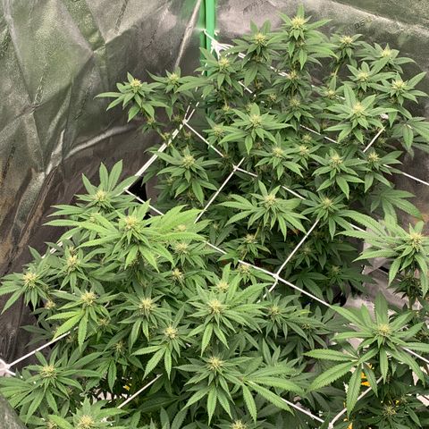Expert haze  growlog timeline photo