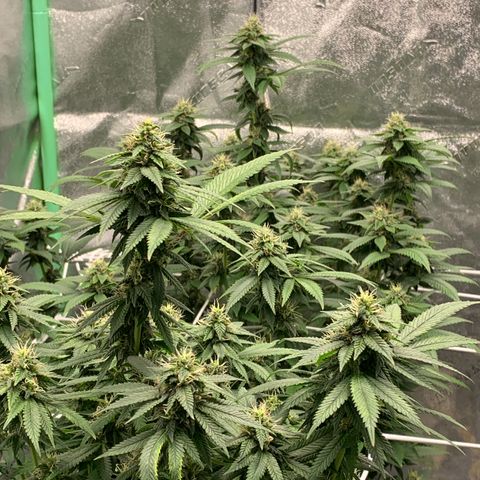 Expert haze  growlog photo: Been coming along good no major problems had to put ac unit in room 