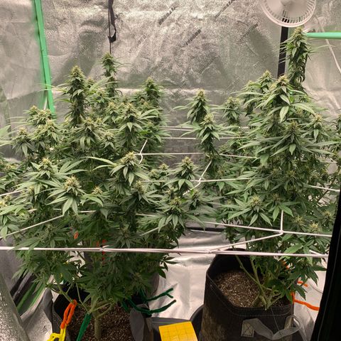 Expert haze  growlog timeline photo