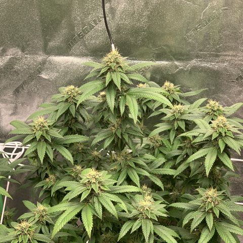 Expert haze  growlog timeline photo