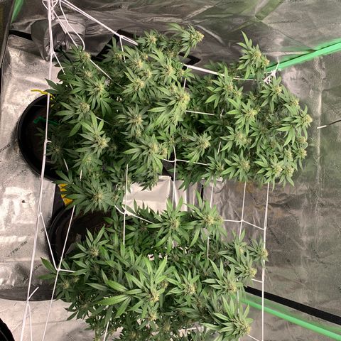 Expert haze  growlog timeline photo
