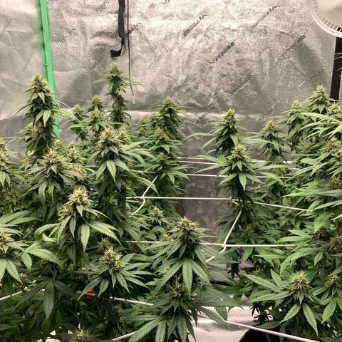 Expert haze  growlog timeline photo