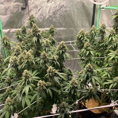 Expert haze  growlog photo: Getting closer 