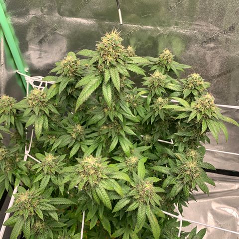 Expert haze  growlog photo: Close