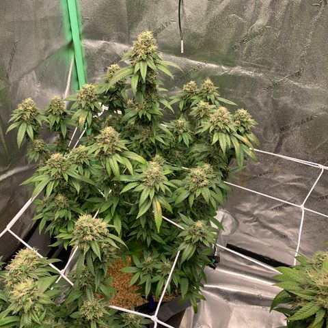 Expert haze  growlog timeline photo