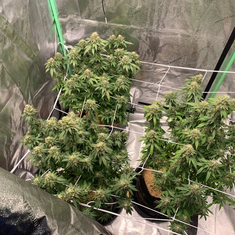 Expert haze  growlog timeline photo