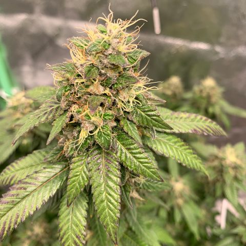 Expert haze  growlog timeline photo
