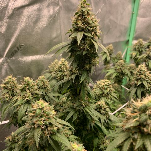 Expert haze  growlog timeline photo