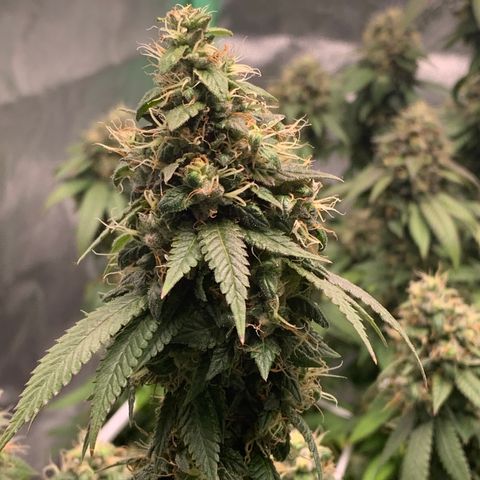 Expert haze  growlog photo: Ready
