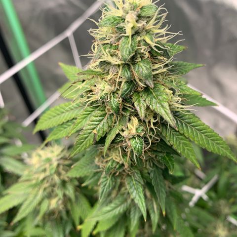 Expert haze  growlog photo: Couple days 