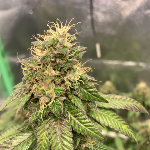 Expert haze  growlog photo: Ready