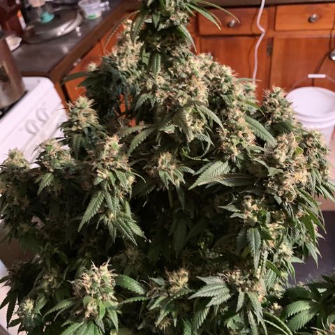 Expert haze  growlog photo: Chopped 2 down left one in for a few days
