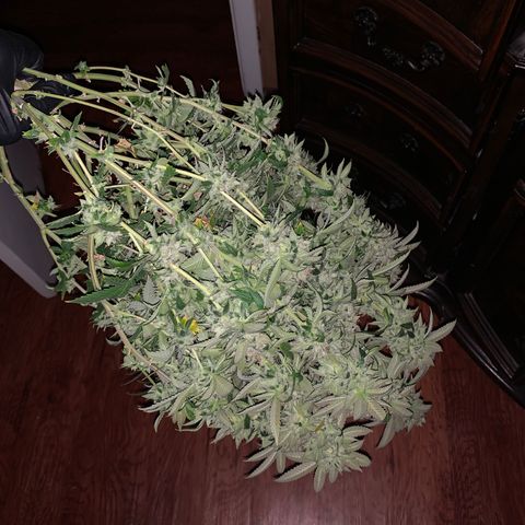 Expert haze  growlog photo: Chopped 2 down left one in for a few days