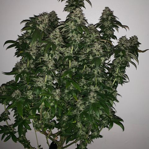 Expert haze  growlog photo: Chopped 2 down left one in for a few days