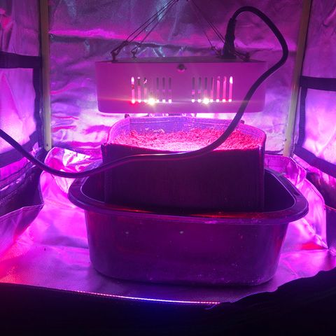 Sensi Skunk Automatic growlog timeline photo