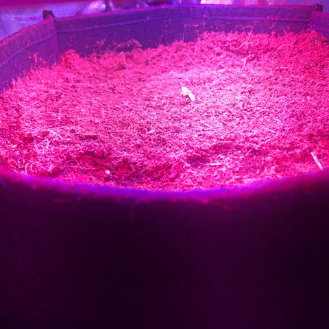 Sensi Skunk Automatic growlog photo: Plant broke the surface of the soil. Still maintaining 24 hours light. 