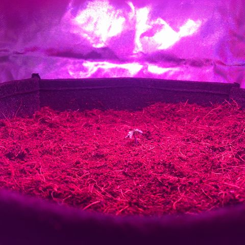 Sensi Skunk Automatic growlog timeline photo