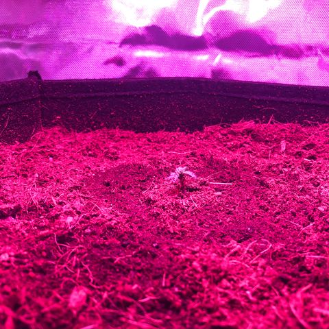 Sensi Skunk Automatic growlog photo: Watered for the first time, watered in a ring while it is still in seedling stage. Led light lowered back to 7” from seedling