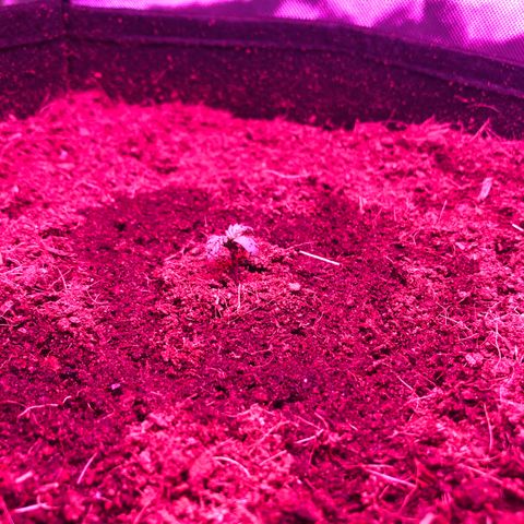Sensi Skunk Automatic growlog photo: Watered for the first time, watered in a ring while it is still in seedling stage. Led light lowered back to 7” from seedling