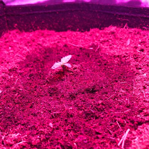 Sensi Skunk Automatic growlog photo: Surface coir was dry. Watered again at 13:00, in a circular motion. Approximately 300ml. 