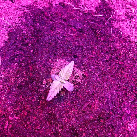 Sensi Skunk Automatic growlog photo: Surface coir was dry. Watered again at 13:00, in a circular motion. Approximately 300ml. 