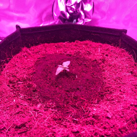 Sensi Skunk Automatic growlog photo: Watered with watering can. Approx 300ml in circle around plant. 