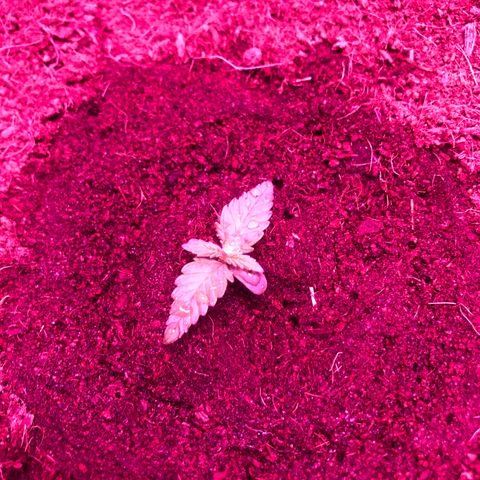 Sensi Skunk Automatic growlog photo: Watered with watering can. Approx 300ml in circle around plant. 