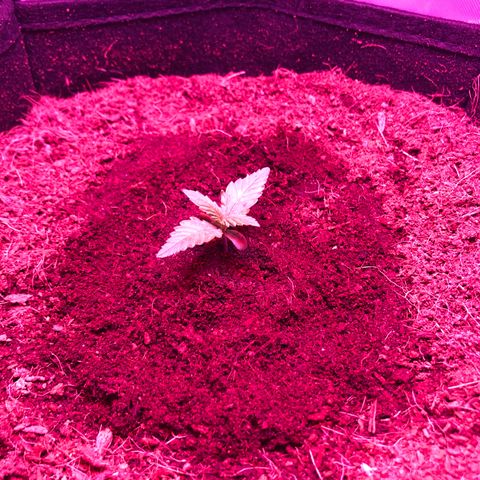 Sensi Skunk Automatic growlog photo: Changed light cycle from 24hr to 18/6. Still wet from yesterday’s watering. Installed tube heater at half temp on thermostat. 22degrees ambient temp on install. 
