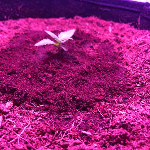 Sensi Skunk Automatic growlog photo: Changed light cycle from 24hr to 18/6. Still wet from yesterday’s watering. Installed tube heater at half temp on thermostat. 22degrees ambient temp on install. 