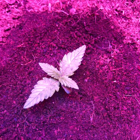 Sensi Skunk Automatic growlog photo: Changed light cycle from 24hr to 18/6. Still wet from yesterday’s watering. Installed tube heater at half temp on thermostat. 22degrees ambient temp on install. 